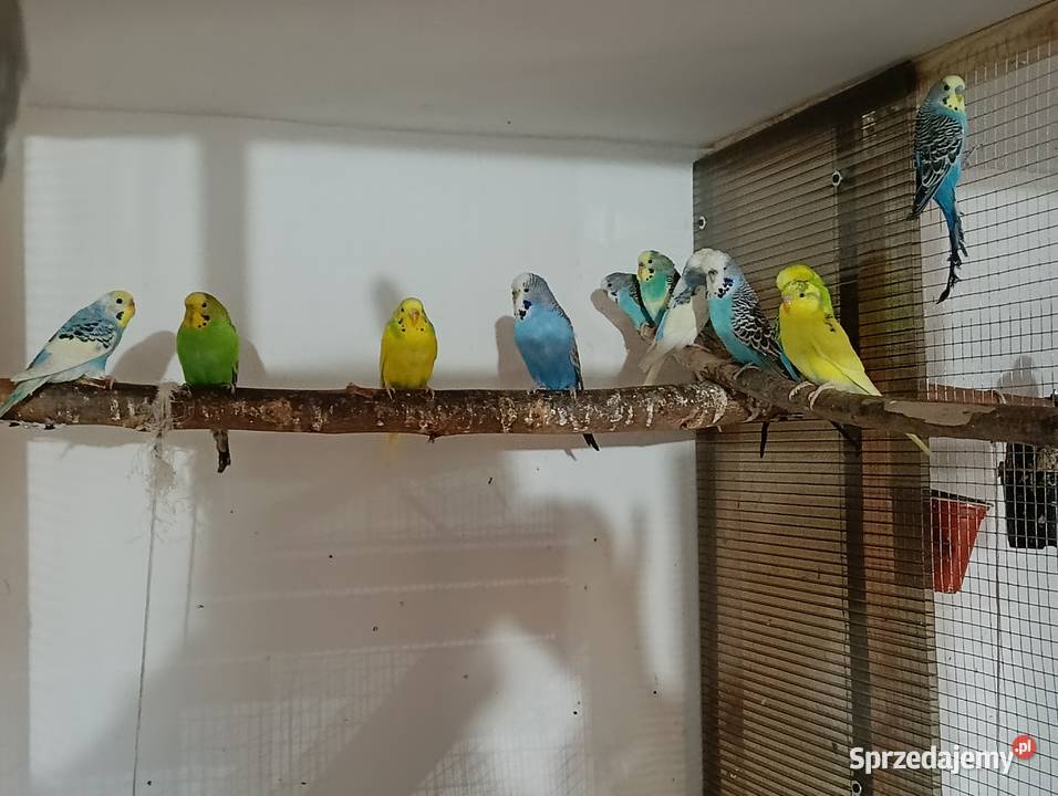 Papużki faliste Kościan