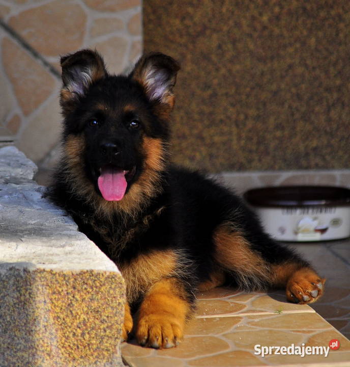 Owczarek niemiecki FCI