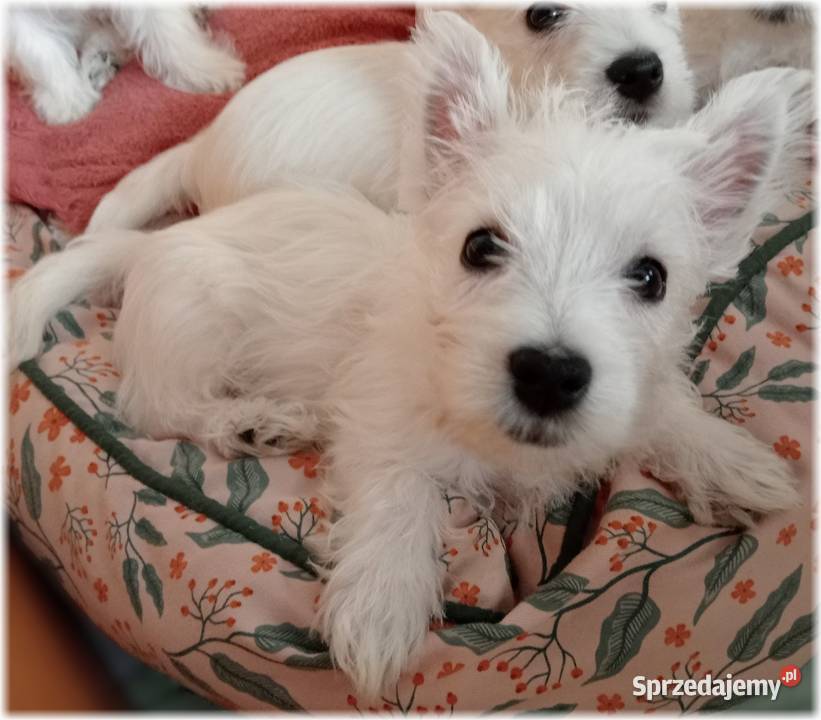 ZKwP FCI West Highland White Terrier DNA CMO0 Częstochowa