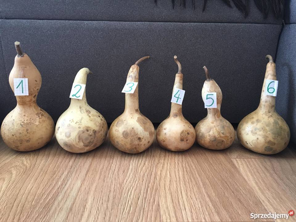 Suche tykwy z nasionami Augustów