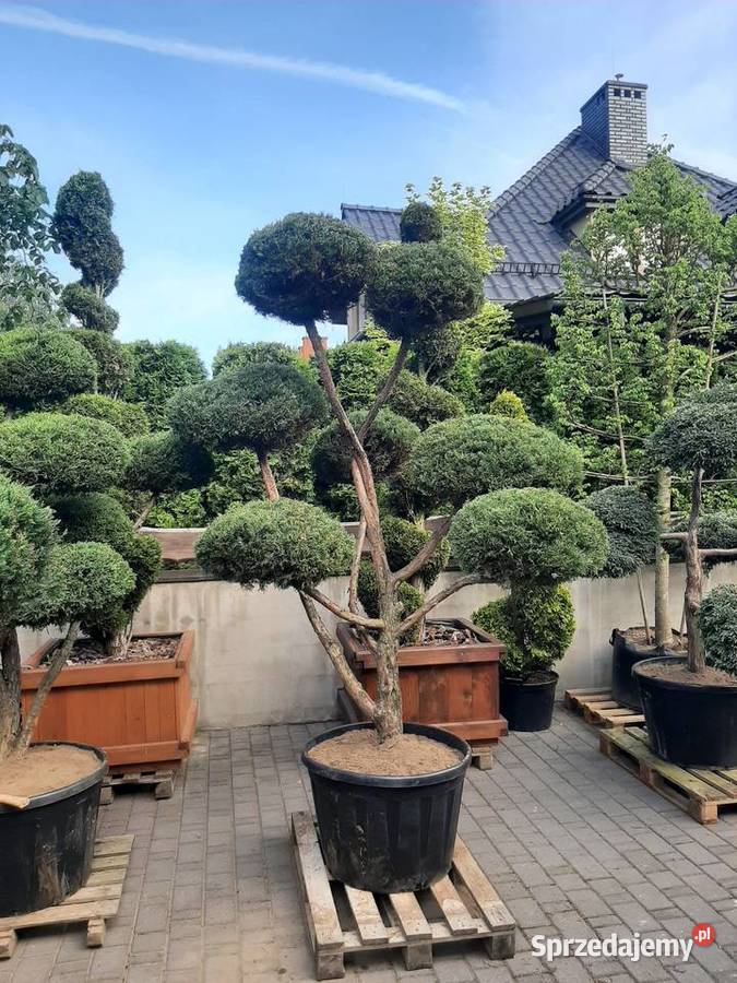 Bonsai rośliny formowane małopolskie Wieliczka sprzedam