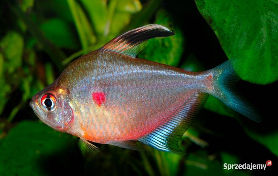 Bystrzyk Pereza czerwonoplamy Hyphessobrycon Gdańsk