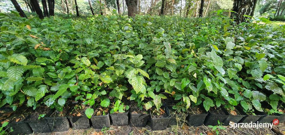 Grab na żywopłot Duże sadzonki grabu graby na Wisznice