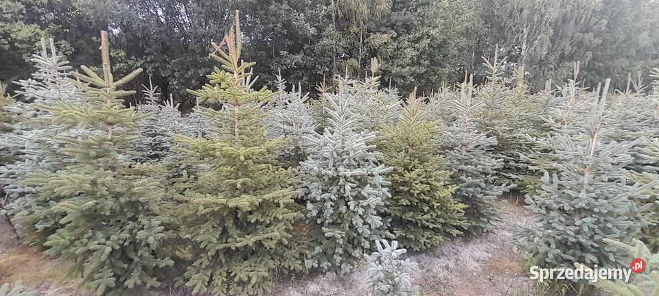 Sprzedaż plantacji choinki żywe świerk jodła świętokrzyskie Kielce sprzedam