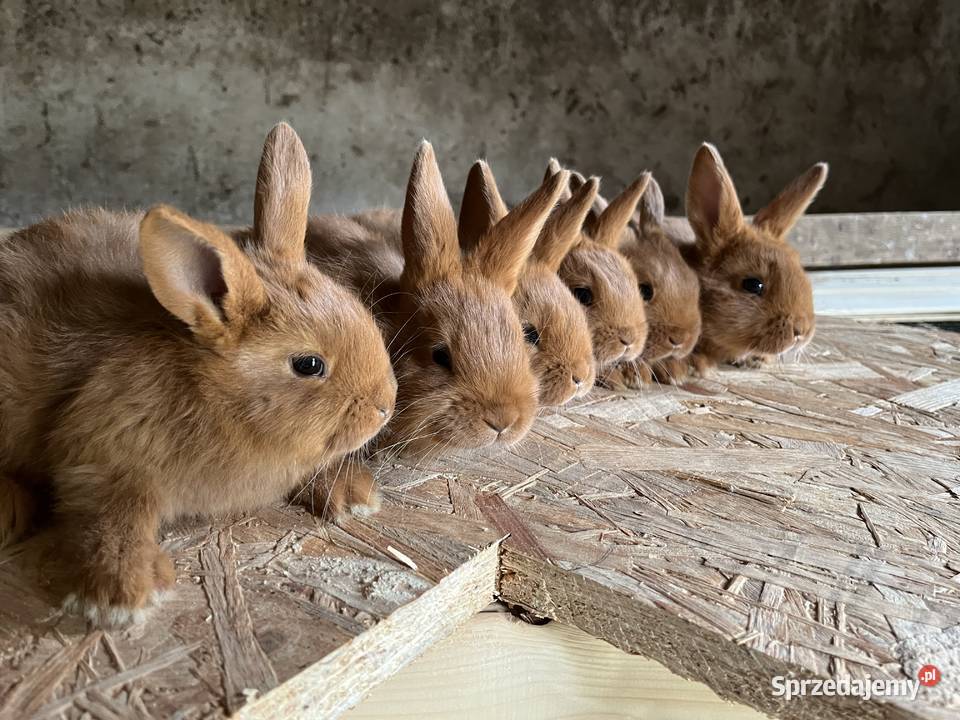 Nowozelandzki Czerwony Lubawa sprzedam