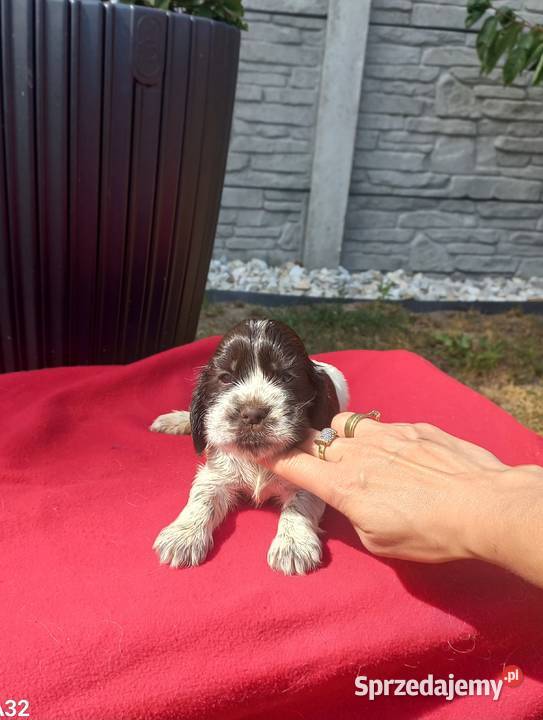 Cocker Spaniel Angielski Suczka Jutrosin