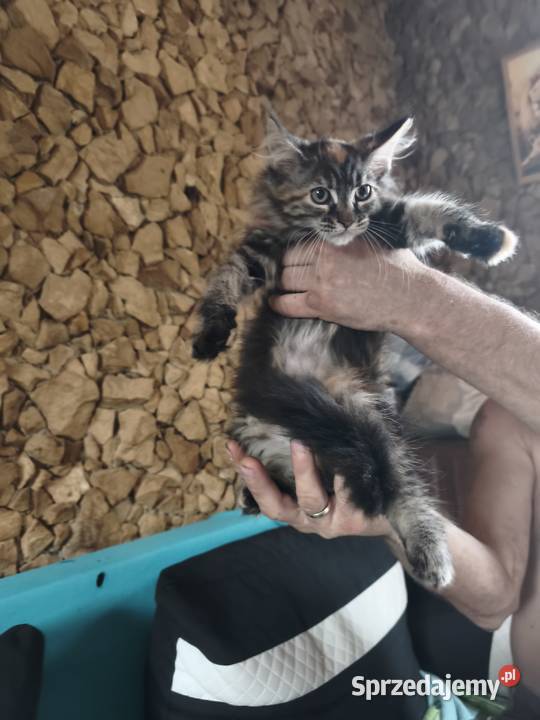 Śliczne kotki rasy Maine coon z rodowodem Prawęcin