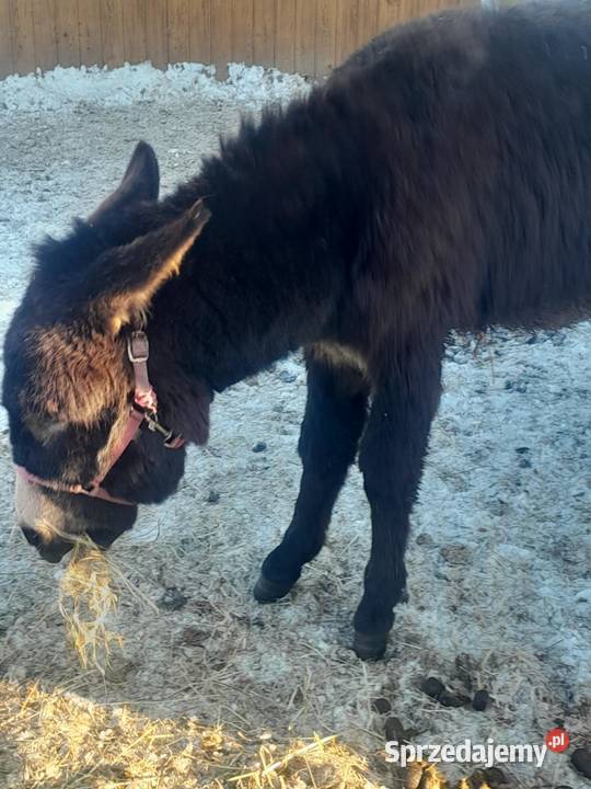 Do sprzedania osiołek Konie Tarnów