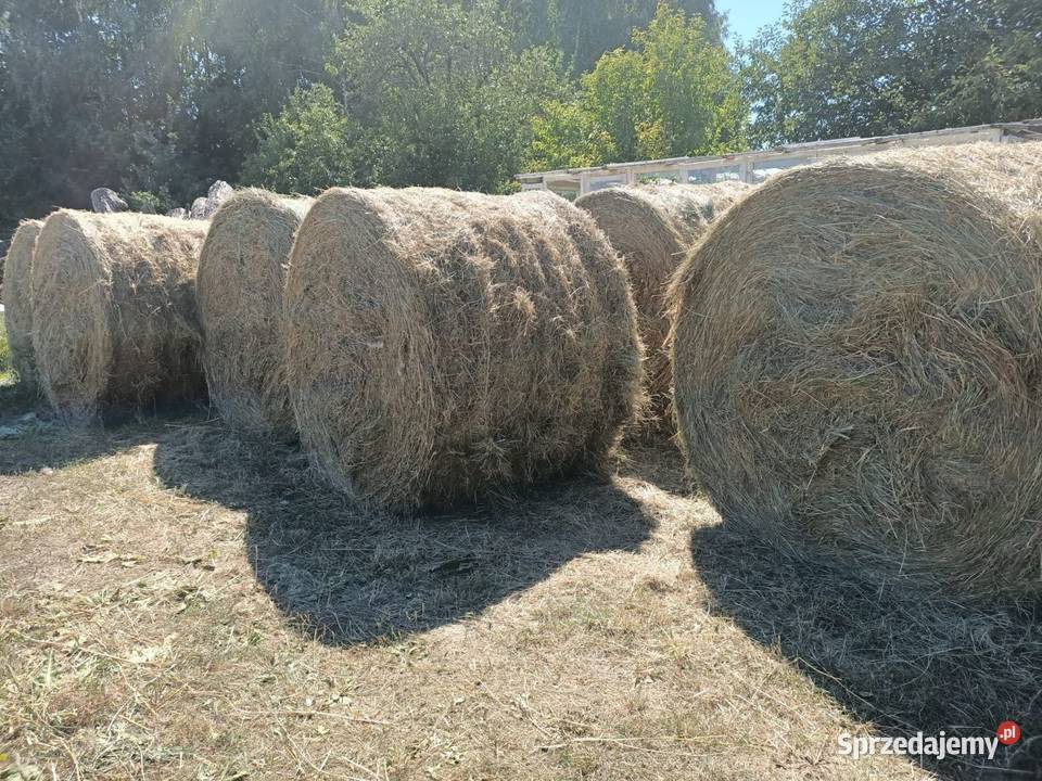 siano bele 150 duże lubelskie Biała Podlaska