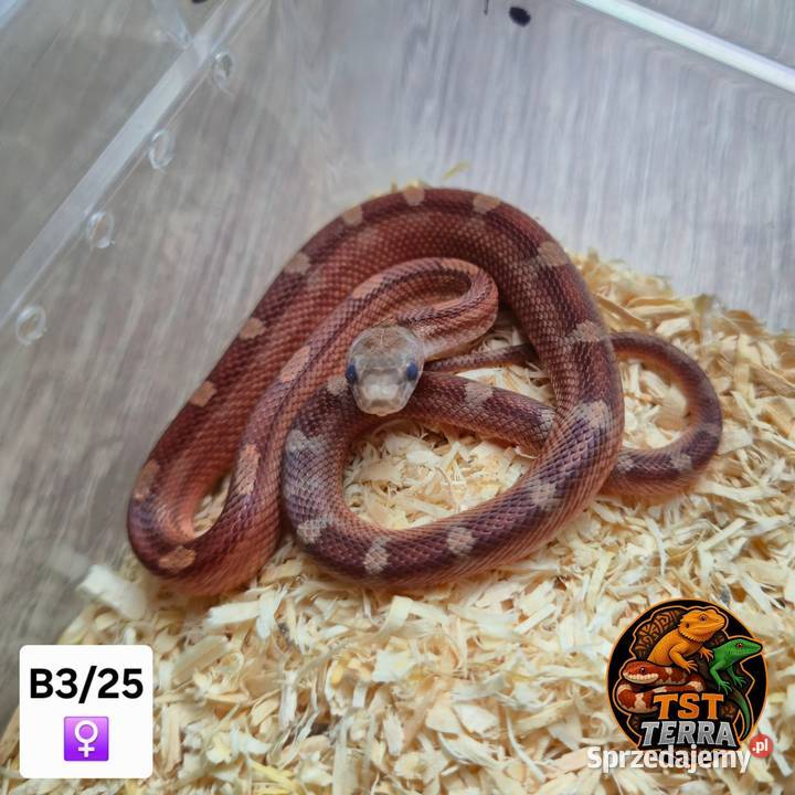 Młode węże zbożowe Starachowice sprzedam