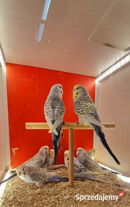 Papugi faliste Tcb Ptaki wielkopolskie