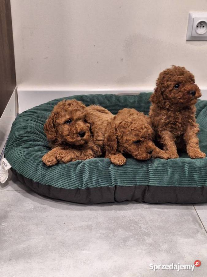 Pudel toy red szczeniaki lubelskie Lublin