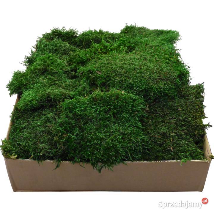 Mech Płaski PREMIUM Natural Green Karton 600g Czarków