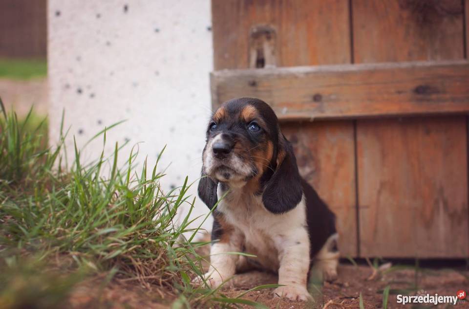 Szczenieta basset hound Championach z rodowodem Jaworzno