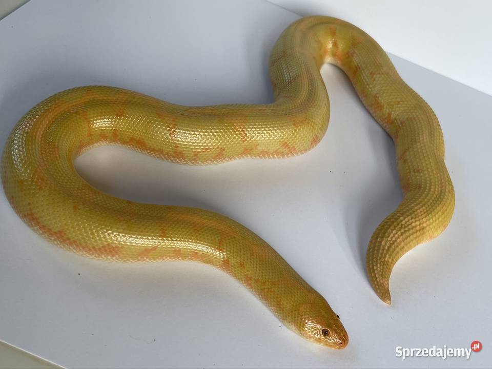 Boa piaskowy dorosła samica albino CB21 zachodniopomorskie