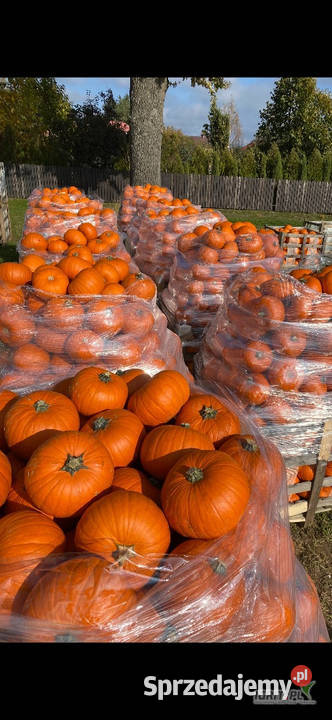 Dynia jadalna spitfireracer haloween Stalowa Wola