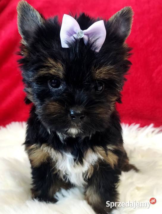 Kraj i zagranica Prześliczna czarna MAMBAŚliczna Opole