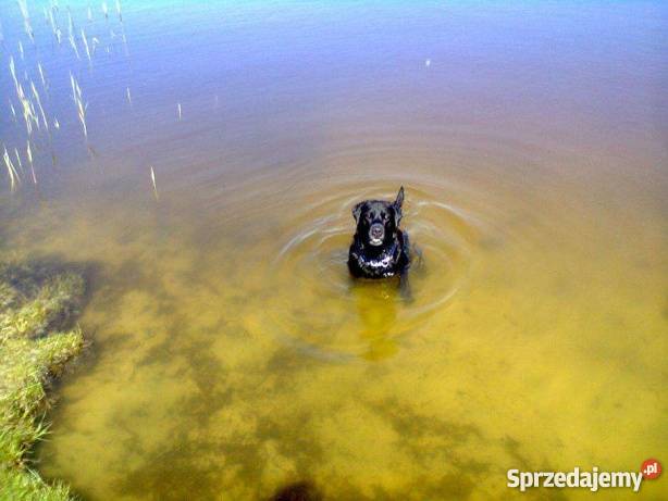 Krycie czarny labrador szuka suczki Zwierzęta