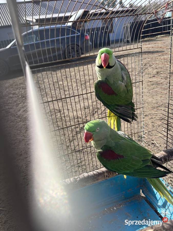 Papugi Aleksandretty Ośnica