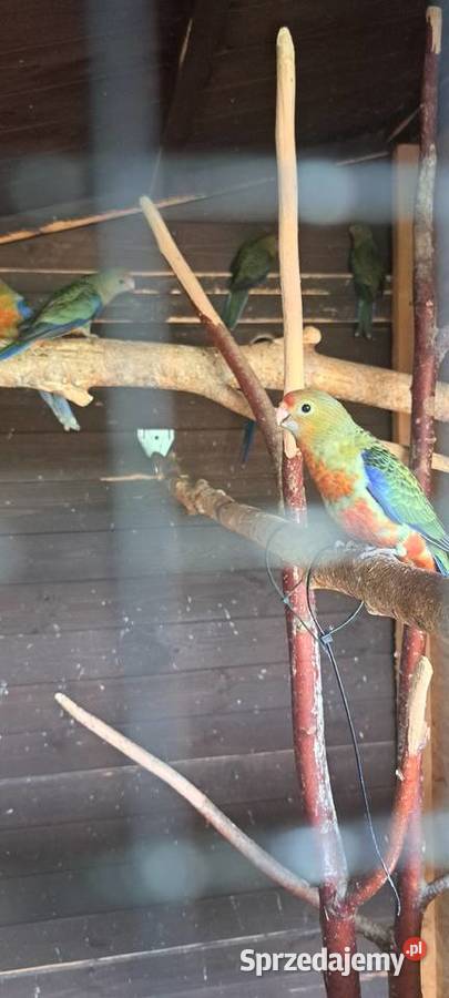 Rozelle żółtolice Hrubieszów