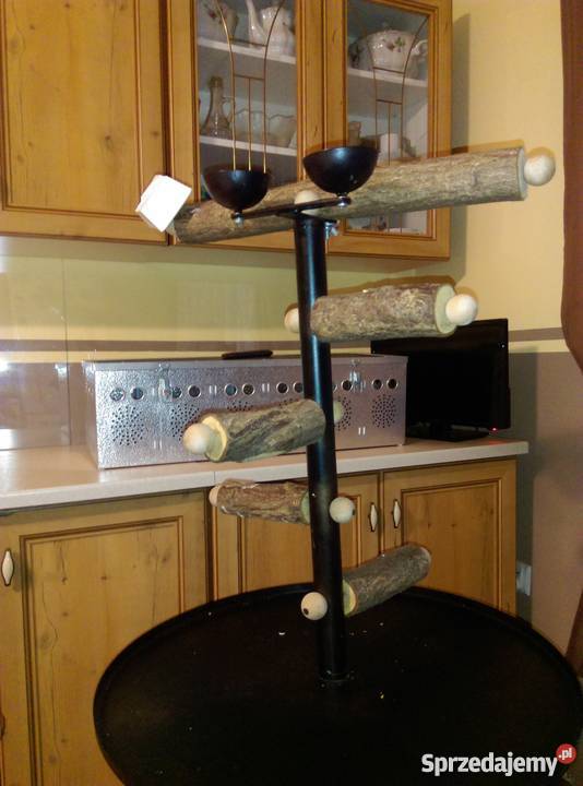 Ara Ararauna ręcznie karmiony samiec z klatką i Bydgoszcz