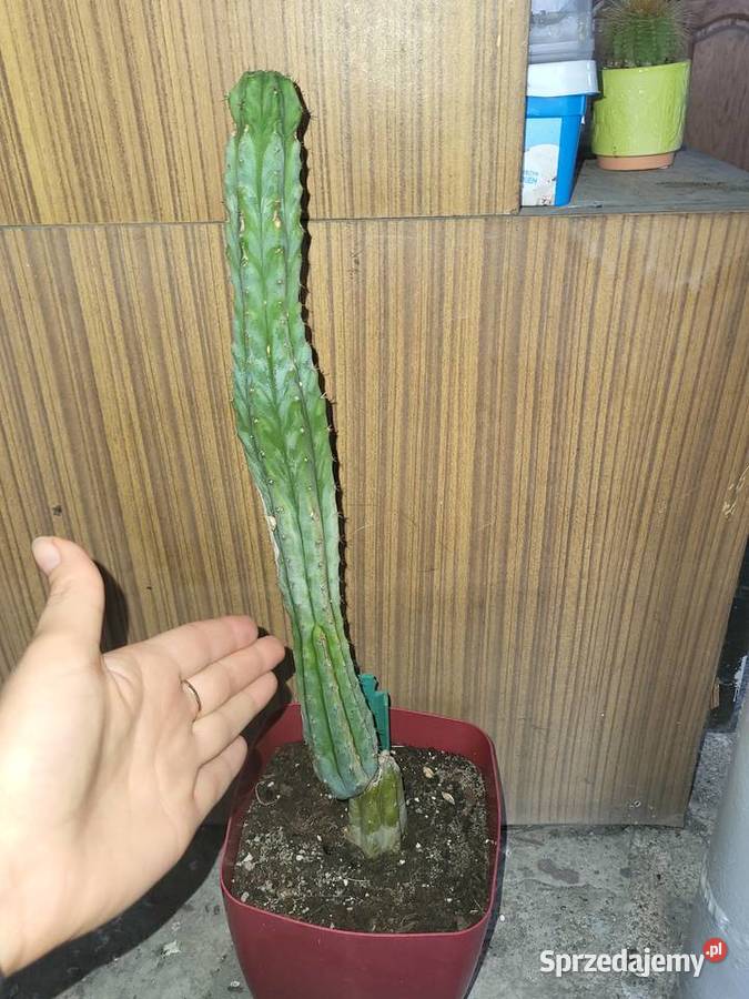 Microgenus trichocereus kuzyn san pedro Szczecin