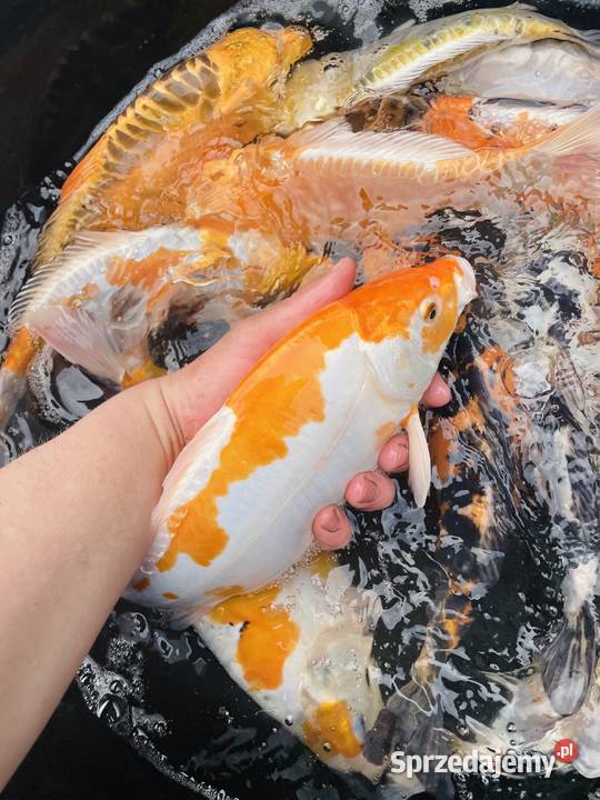 Karpie Koi Mościejewo