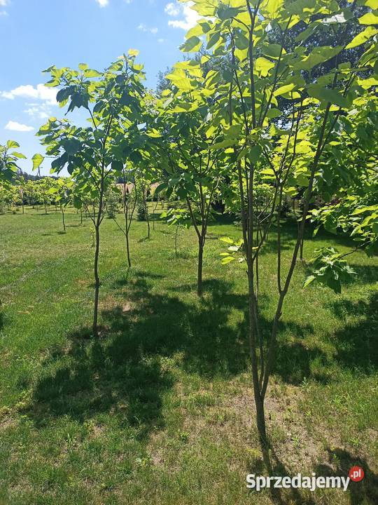 Surmia katalpa drzewo Warszawa