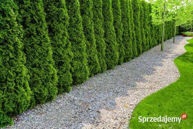 Prace ogrodowe Pielęgnacja Pozostałe Ząbkowice Śląskie sprzedam