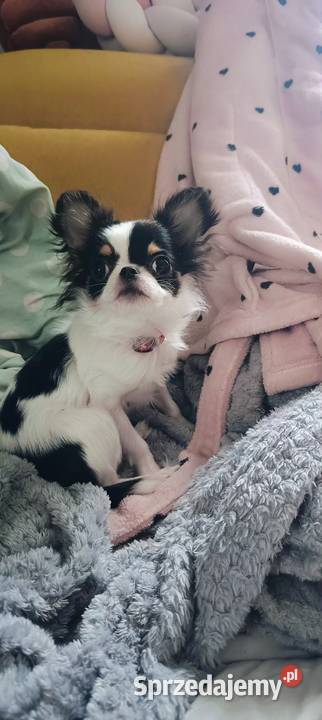 Piękny chihuahua długowłosy korzenie Tajlandia Warszawa