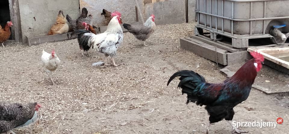 Koguty włoszki legbar 25r Drób i ptactwo śląskie Pruchna