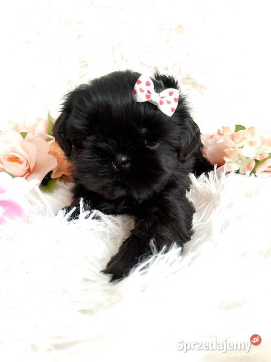 Gotowa do odbioru śliczna suczka rasy ShihTzu Namysłów