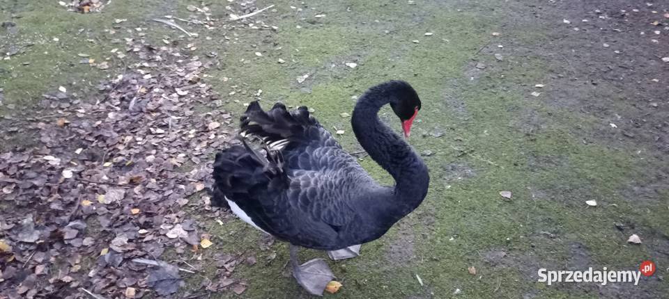 Łabędzie czarne Ptaki