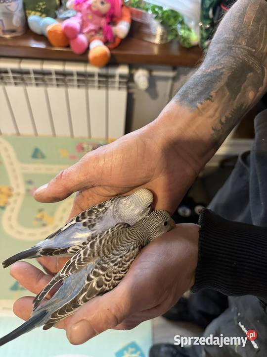 Papużki faliste ręcznie karmione Zasań sprzedam