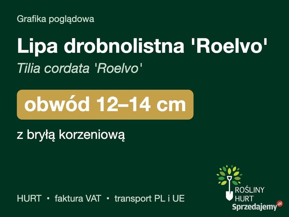 Lipa drobnolistna Roelvo obwód 1214 z bryłą HURT sprzedam