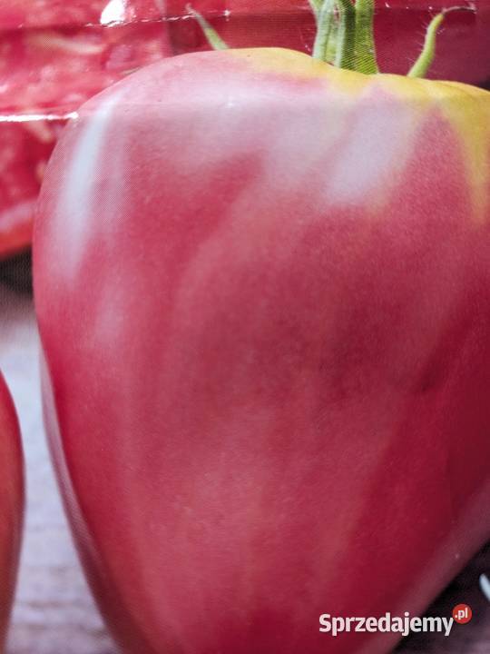 Oxheart pomidor nasiona kolekcjonerdkie Nowy Sącz sprzedam