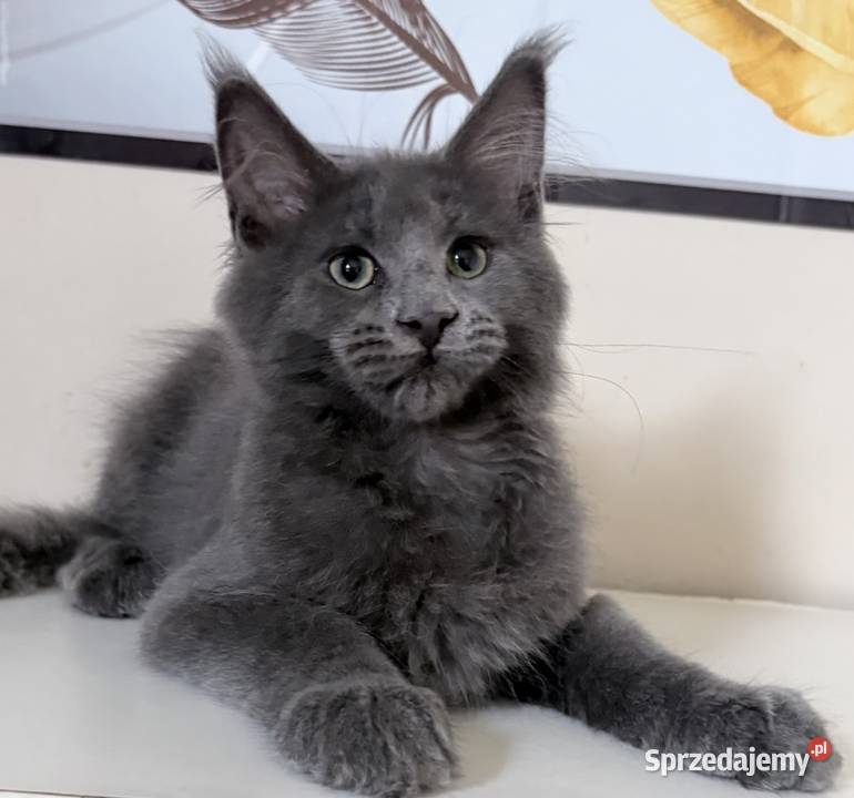 Maine Coon kocięta Maine Coon Wińsko