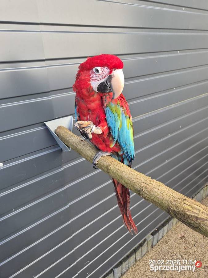 Ara Chloroptera oswojone ptaki Ptaki wielkopolskie Rakoniewice