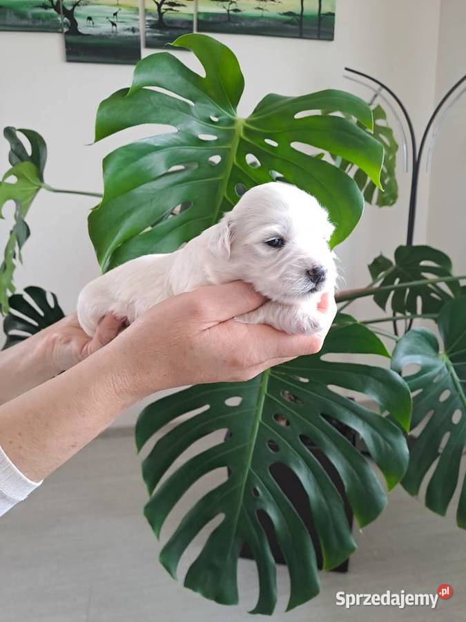 Śliczny Maltańczyk Poręba sprzedam