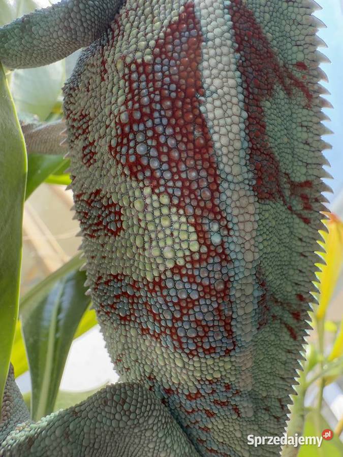 Kameleon lamparci