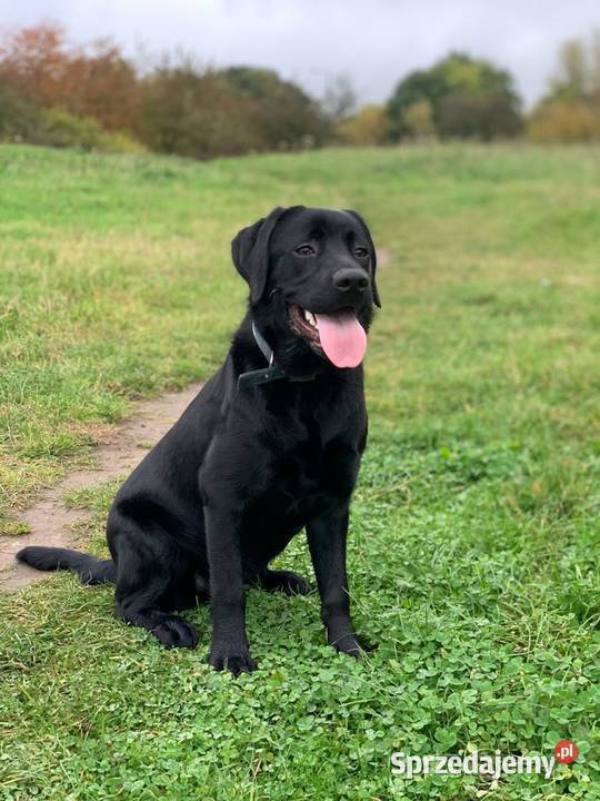 Śliczne suczki Labrador retriever Rodzice FCi i Niepołomice