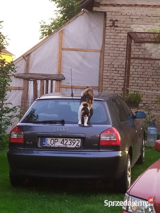 Audi a3 16mpi 8l lifting Ostrowiec Świętokrzyski
