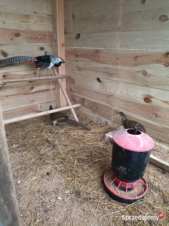 Bażant diamentowy samiec i dwie samice