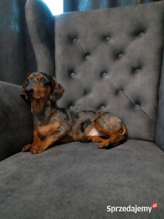 Jamnik merle piesek Żyrardów