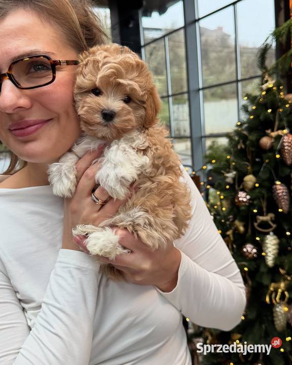 Maltipoo Szczenięta Wrocław