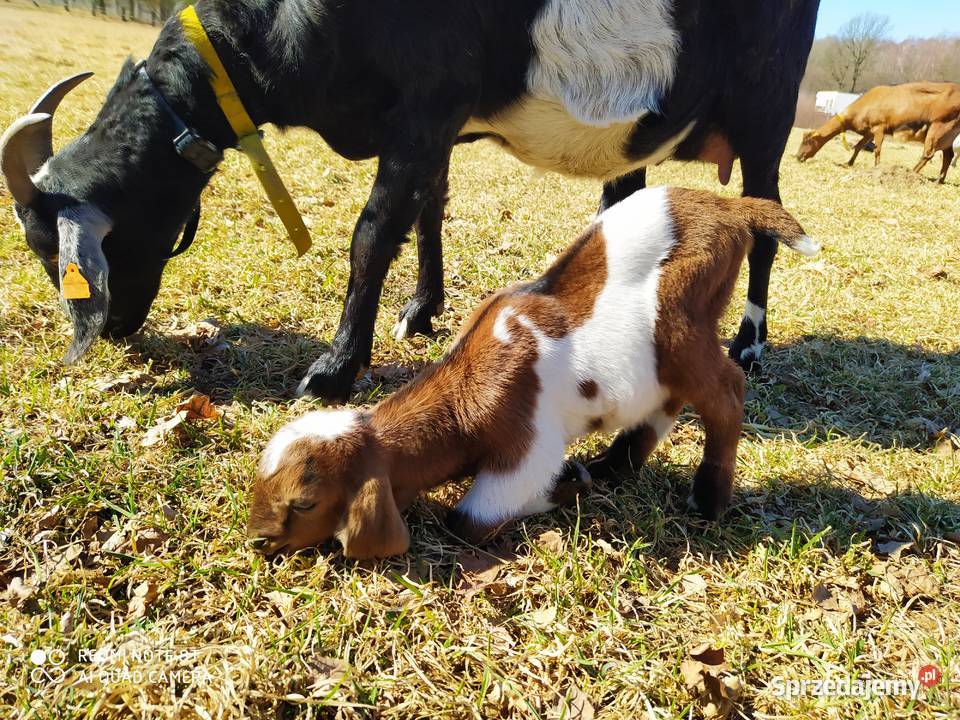 Sprzedam Kózki koziołki anglonubijskie 100 7550 Mikołów