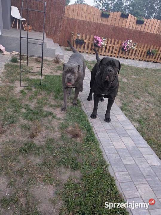 Szczeniaki Cane Corso mazowieckie Wiskitki