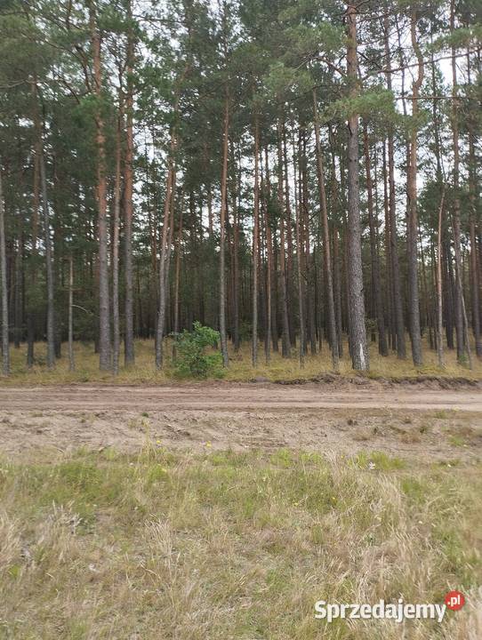 Sprzedam działki leśne 66.6m Sprzedaż Zamość sprzedam