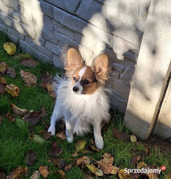 Piesek Papillon FCI ZKwP Pozostałe Łomianki