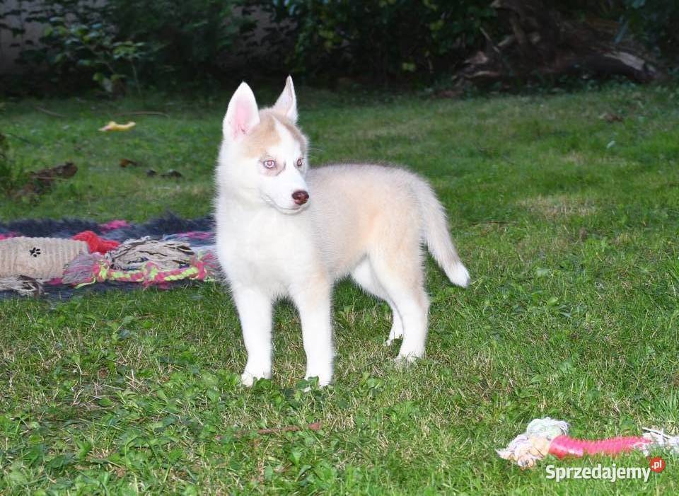 Siberian Husky Suczka niebieskooka z doskonałym Husky